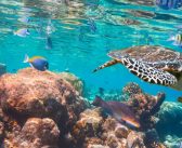 هنر آشپزی بهر بیمار افسرده!!!