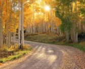 چنگ بسوزد بهر بوسه زرنگ!!!